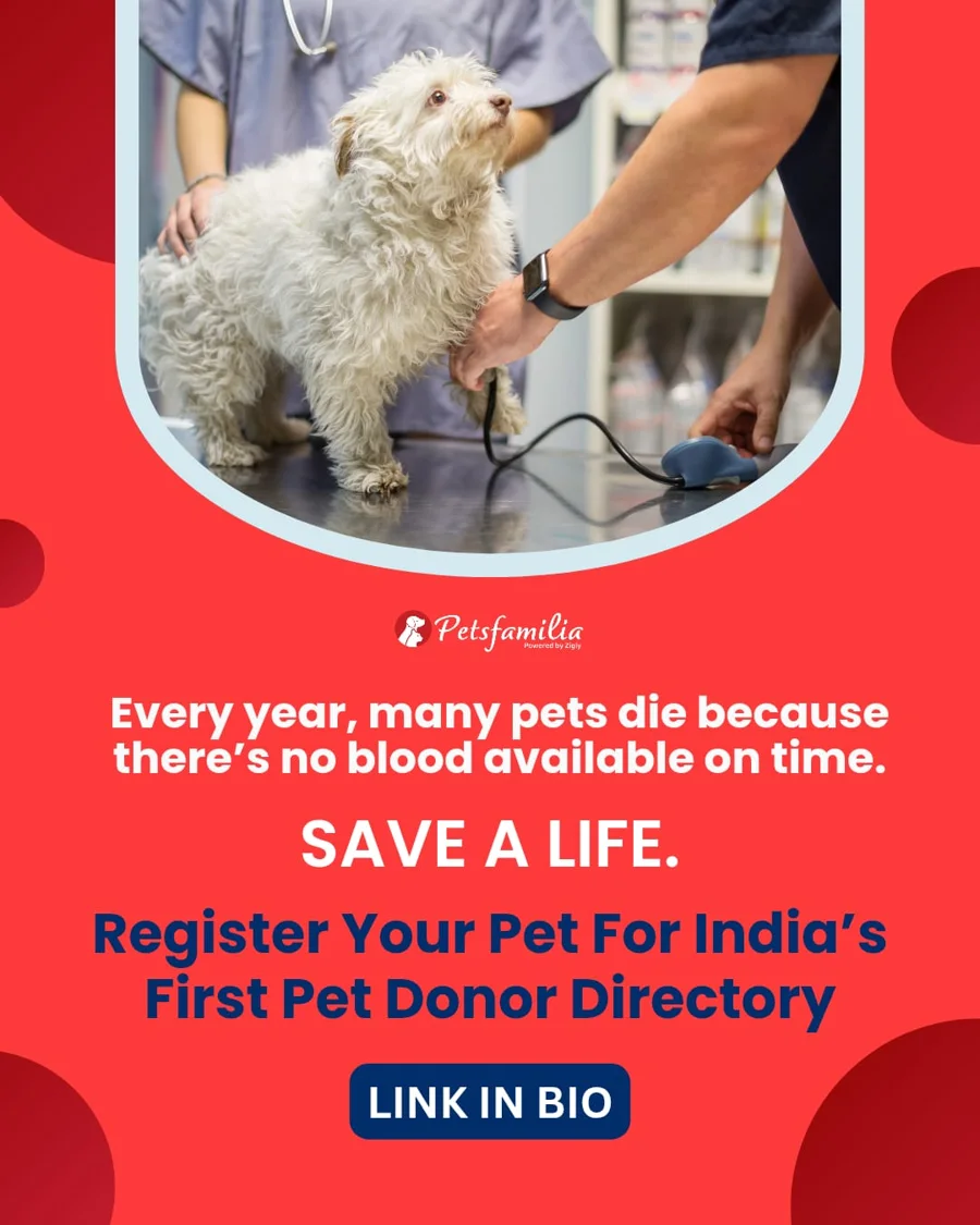 Pet blood donor directory creative