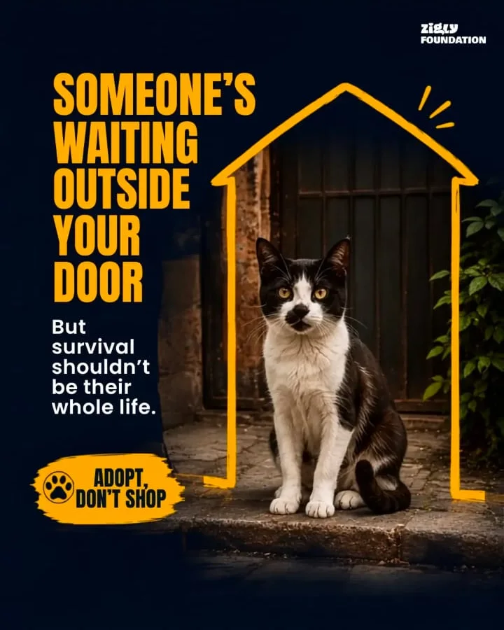 Adopt, don't shop campaign creative