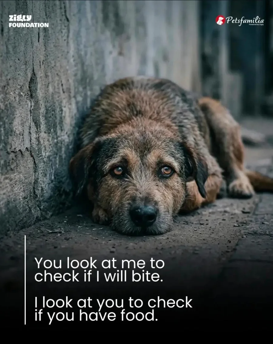Foundation creative for community dogs